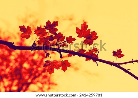 Branch with red leaves, orange background, autumn scenery, color photo