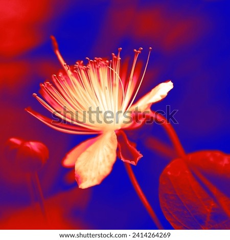 Blooming flower, buds and leaf, floral background for text, blue and red image, color photo