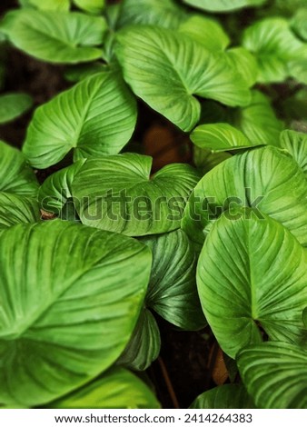 Heart leaf Philodendron Plowmanii Plant. Royalty-Free Stock Photo #2414264383