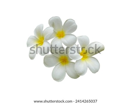 white frangipani flowers on white background