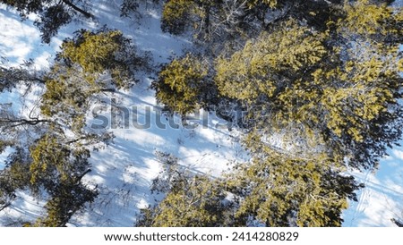 top down areal view drone photo. Winter forest landscape.