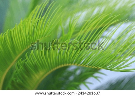 Tropical palm leaves. Close up green palm leaf texture. Beautiful light shadow on a palm leaf. Leaf texture. Tropical plant branches on blurred background. Striped green palm foliage. Tropical Plant.