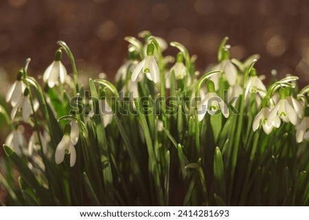 Close-up image of Snowdrop flowers (Galanthus nivalis). White snowdrop flower in spring with four petal leaves. Flowers on a spring morning. First spring snowdrops wake up. Snowdrop or common snowdrop Royalty-Free Stock Photo #2414281693