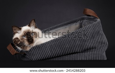 Seal point Ragdoll cat laying in grey basket with paws over edge. Looking towards camera with blue eyes. Isolated on a black background. Royalty-Free Stock Photo #2414288203