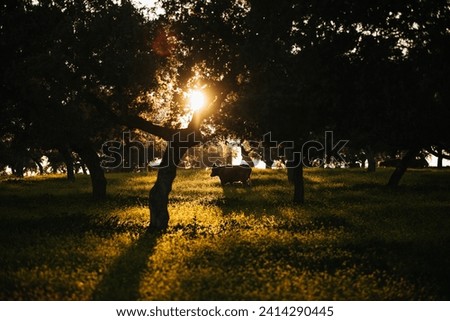 Brown cow pasturing in the middle of a beautiful meadow in the spanish dehesa Royalty-Free Stock Photo #2414290445