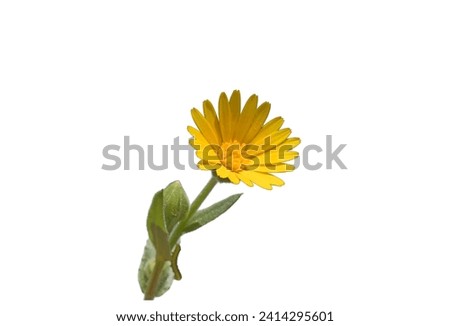 Flower of the field marigold (Calendula arvensis)  blooming in january in Mediterranean nature