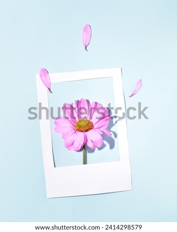 
Spring flower from the garden in a frame in the style of a polaroid photo, pastel blue background.