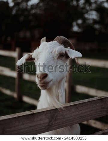 Goats have rectangular pupils, providing them with a wide field of vision and better depth perception.