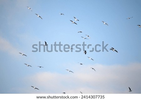 A group of seagulls flying in the blue sky. Seagulls enjoy the beautiful weather by singing songs. Sea bird idea concept. Animal. Horizontal photo. No people, nobody.