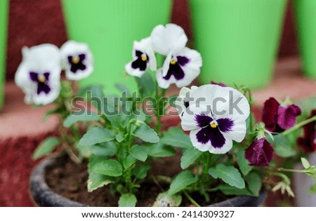 Pansy Annual Plant White and deep violet Blooms with leaves in garden.