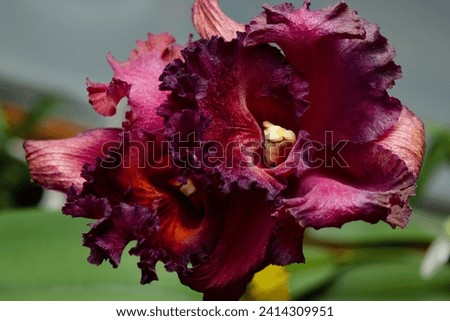 Red cattleya Orchid Flower with Corrugated Petals