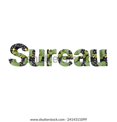 Sureau natural leaves and fruits text on the white background.