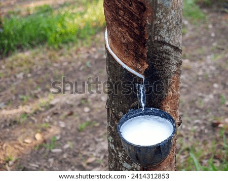 Close-up of natural fresh rubber latex from rubber trees Royalty-Free Stock Photo #2414312853