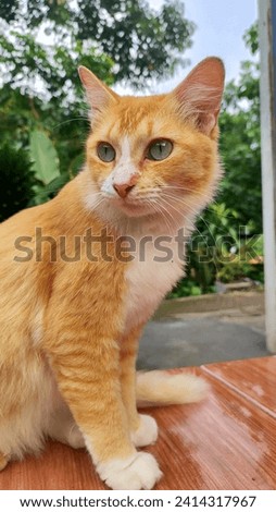 Picture of A Beautiful Orange Cat