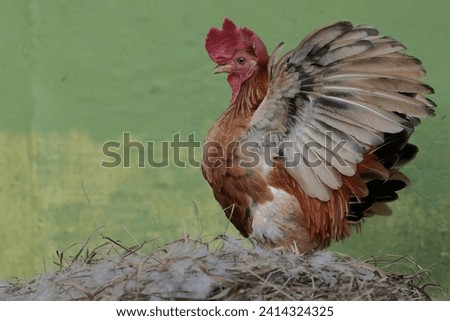 A rooster crows at the nest to call its mate to lay eggs. Animals that are cultivated for their meat have the scientific name Gallus gallus domesticus.
 Royalty-Free Stock Photo #2414324325