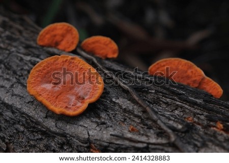 Pycnoporus Cinnabarinus is a bright orange fungus that is not edible. It grows on tree bark. Royalty-Free Stock Photo #2414328883