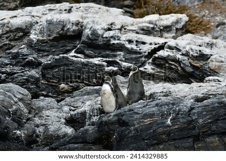 Humboldt Penguin Reserva Nacional Pinguino de Humboldt. High quality photo