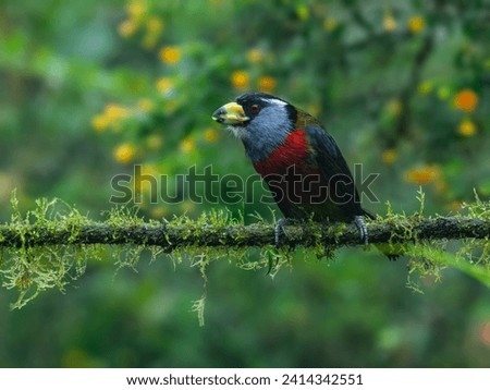 Toucan Barbet portrait on mossy stick against green background