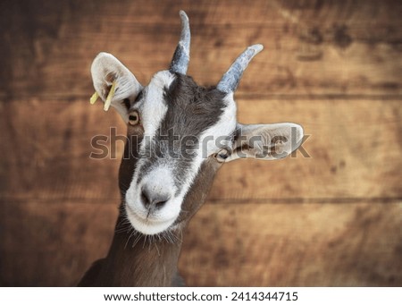 The creative design of cute picture of a goat