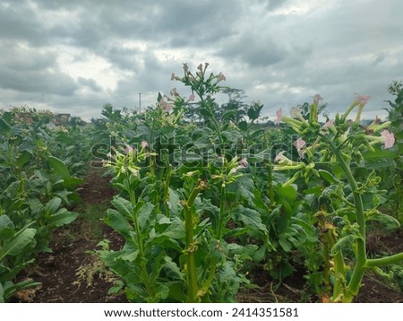 Landscape view of the Nicotiana Tabacum fields with a cloudy sky in the afternoon.  Soft focus.   Royalty-Free Stock Photo #2414351581