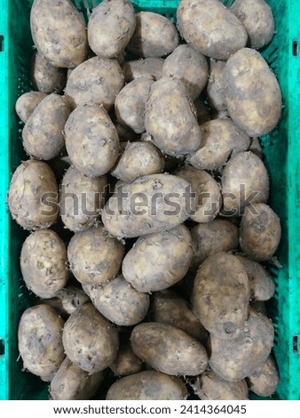 Large quantity (a bushel) of big stunning Potatoes(Solanum tuberosum) with curly peels on its surface, placed in a green plastic basket, hd jpg stock image or photo, top view, with selective focus.