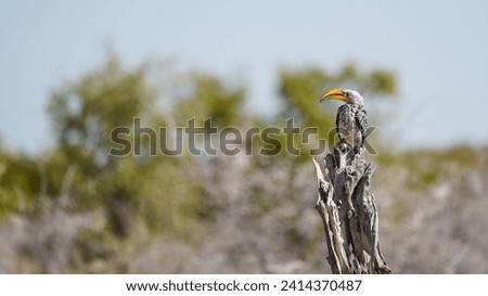 Southern yellow-billed hornbill on a tree, colorful bird, big beak, Namibia Royalty-Free Stock Photo #2414370487