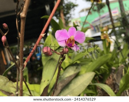 The natural beauty of small pink orchid flowers (Phalaenopsis equestris)