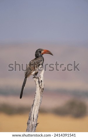 Monteiro’s hornbill on dead tree, colourful bird, big beak, Namibia Royalty-Free Stock Photo #2414391541