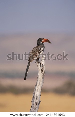 Monteiro’s hornbill on dead tree, colourful bird, big beak, Namibia Royalty-Free Stock Photo #2414391543