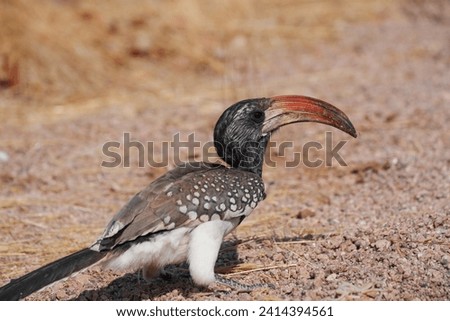 Monteiro’s hornbill, close-up, colourful bird, big beak, Namibia Royalty-Free Stock Photo #2414394561
