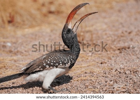 Monteiro’s hornbill, close-up, colourful bird, big beak, Namibia Royalty-Free Stock Photo #2414394563