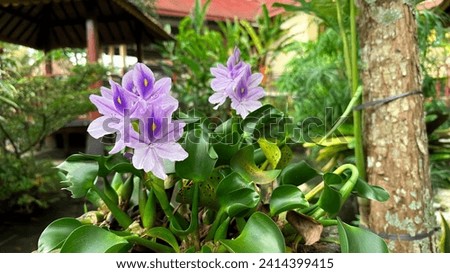 landscape close-up picture of fresh purple common water hyacinth flower or Eichhornia crassipes plant. this beautiful plants has shiny green leaves an beautiful purple flower