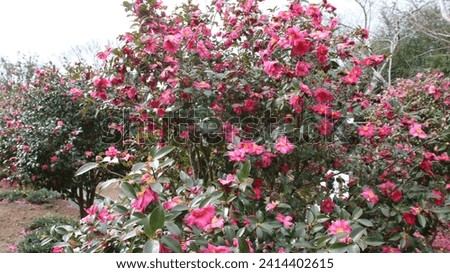 Beautiful camellia flowers with dark green leaves and yellow in the center and pink petals