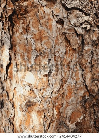 pine bark wallpaper picture in open forest