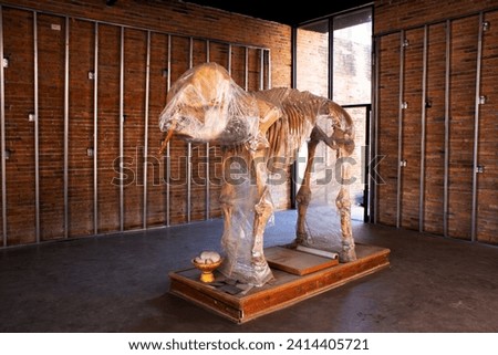 Interior building of Elephants museum and skeletal of Elephant for thai people travelers travel visit and learn Ban Ta Klang or Taklang Elephant Village Study Centre at Tha Tum city in Surin, Thailand Royalty-Free Stock Photo #2414405721