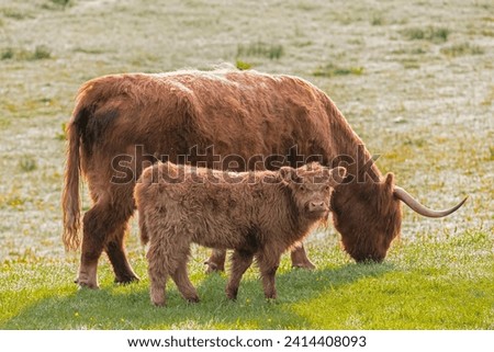 Great britain- scotland- scottish highlands- highland cattle with young animal