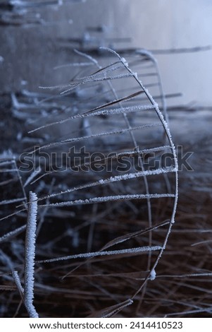 close-up of winter wonderland nature