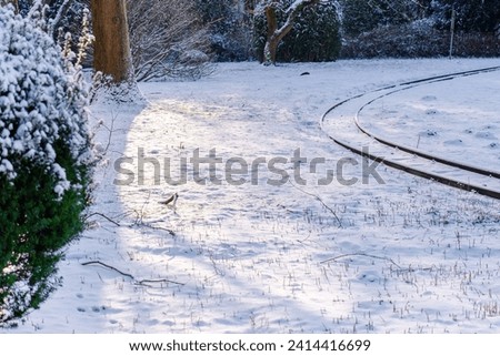 Winter in park, snow fairy tail, cold day