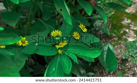landscape fresh picture of five butter daisy flower or melampodium divaricatum this beautiful yellow flower also known as mini sunflower. this yellow flower has yellow petals and mini green leaves
