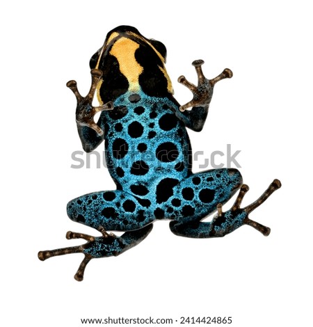 Tropical golden poison frog. Exotic toxic froggy, reptile. Froglet, small amphibian species. Flat vector  isolated on white background