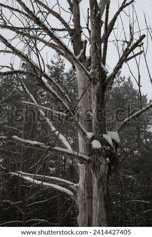 Photo of an old dry tree in the forest. Nature background. Dead tree