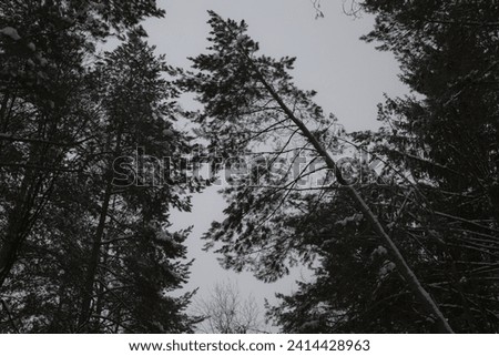 Forest in cloudy winter weather. Nature background. Dark wallpaper