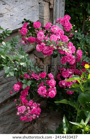 Rambling rose bush (Peggy Martin Rose or Alexandre Girault) blooming with saturated pink ball-shape inflorescences (containing small shaggy flowers). Ornamental garden plants, cottage spring mood. Royalty-Free Stock Photo #2414433437