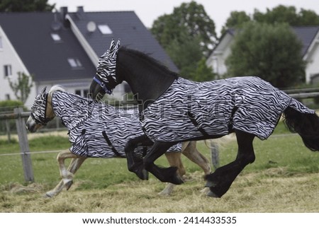 Horses with fly-mask and fly-rug Royalty-Free Stock Photo #2414433535