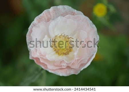 Pale Pink Circular Poppy Closeup 