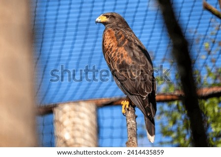Soaring through the expansive skies of New Mexico, the majestic Harris Hawk (Parabuteo unicinctus) commands attention with its powerful presence and keen hunting skills.