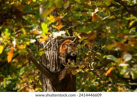 Adorable little red panda hanging on a tree.