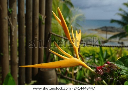 Yellow Flower, Bird of Paradise Royalty-Free Stock Photo #2414448447
