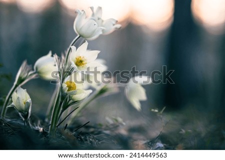 close-up of the first spring flowers of snowdrops growing in the forest. The background is blurred