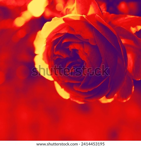 Blooming red rose, beautiful flower in botanical park, natural background for text, red, orange and purple photography